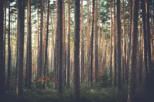 tall trees in a forest in Fall season