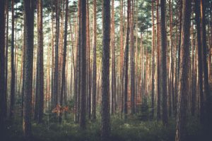 tall trees in a forest in Fall season