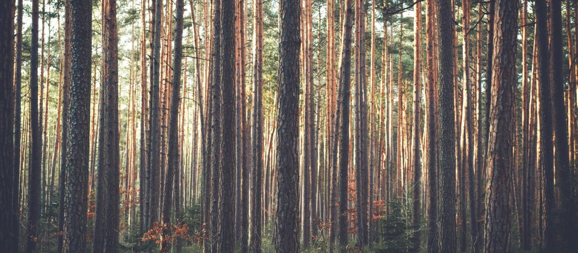 tall trees in a forest in Fall season